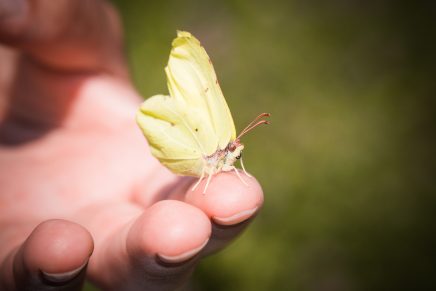 Naturerfahrung - Schmetterling auf Hand